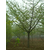 宏松苗木(图)|16公分银杏树价格|银杏树价格缩略图1