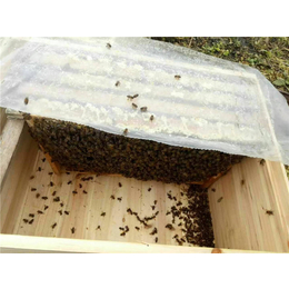 贵州蜜蜂出售|蜜蜂出售|贵州蜂盛