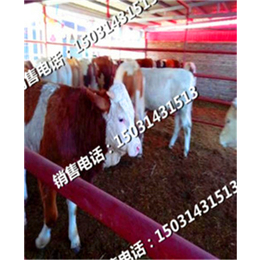 小牛崽价格牛犊价格_河北肉牛市场供应信息