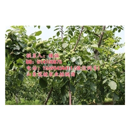 核桃树8518|冠核农业|核桃树