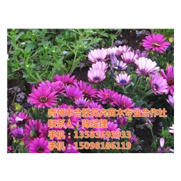 宿根草花批发_辽宁草花_合胜花卉(查看)