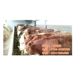 肉牛_明发肉牛养殖销售_肉牛养殖场