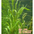 白洋淀绿荷水生植物(图)、竹叶眼子菜价格、竹叶眼子菜缩略图1