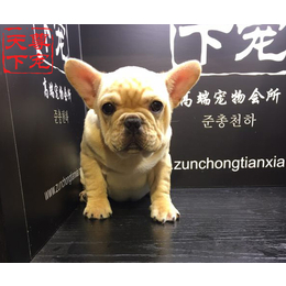 法牛犬多少钱|广东法牛犬|尊宠天下