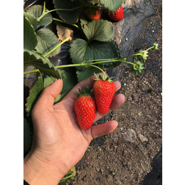 草莓苗价格,草莓苗,乾纳瑞农业科技服务好(查看)