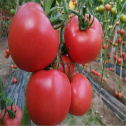  生态农产品 有机蔬菜食物  西红柿