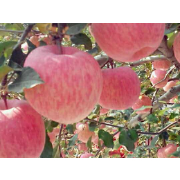 洛川苹果会展中心|景盛果业洛川苹果(在线咨询)|洛川苹果