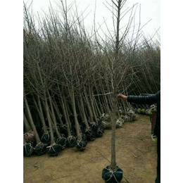 宏松苗木(图)、7公分银杏树价格、银杏树价格