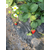 草莓苗,乾纳瑞农业科技欢迎您,丰香草莓苗价格缩略图1