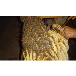 农家蜂蜜去哪采购_【宝鸭塘】(在线咨询)_农家蜂蜜