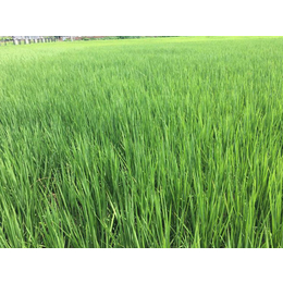 怡粒米（100克）(图)、绿色大米哪家好、绿色大米