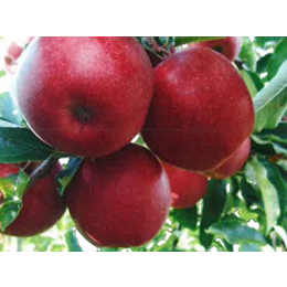 康霖现代农业(图)|苹果礼品供应商|苹果礼品