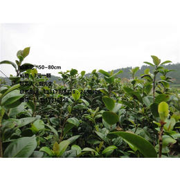 岳阳二年生油茶苗|湖南二年生油茶苗培育厂家|【新胜油茶】