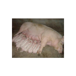 猪饲料厂家,濮阳市普惠农生物科技(在线咨询),聊城猪饲料