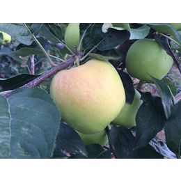陕西洛川苹果合作社|康霖现代农业|陕西洛川苹果
