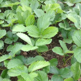 法兰地草莓苗批发、乾纳瑞农业科技好品质、草莓苗