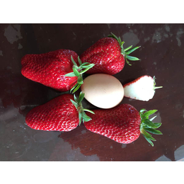 乾纳瑞农业科技好品质(图)_草莓苗价格_草莓苗