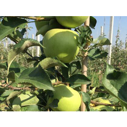 洛川富士苹果、康霖现代农业、洛川富士苹果供货商
