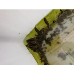 水蛭养殖加盟|金龙康|鄂州水蛭养殖