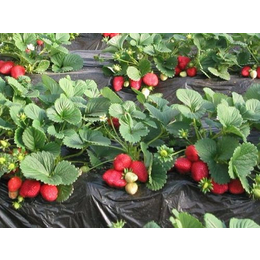 出售红颜草莓苗、润丰苗木、草莓苗