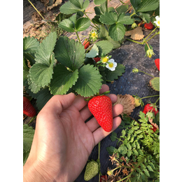 丰香草莓苗,临沂草莓苗,乾纳瑞农业科技好品质(多图)