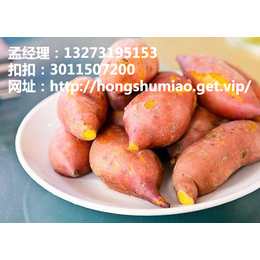 江苏苏州红薯报价 红香蕉****红薯批发供应