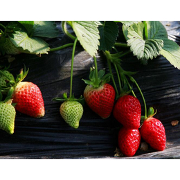江西草莓苗,乾纳瑞农业科技服务好,章姬草莓苗价格