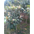 枇杷苗,吴中区东山繁茂苗木场,东山白玉枇杷苗缩略图1