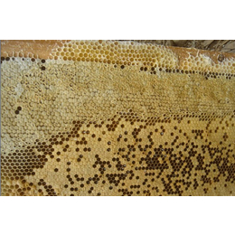 农家蜂蜜_【宝鸭塘】_农家蜂蜜多少钱一斤