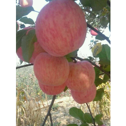 景盛果业(图)|洛川矮化苹果批发|洛川矮化苹果