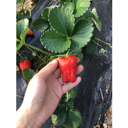 乾纳瑞农业科技优惠价,草莓苗,四季草莓苗