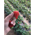 妙香3号草莓苗、草莓苗、乾纳瑞农业科技优惠价(查看)缩略图1