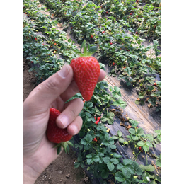 妙香3号草莓苗、草莓苗、乾纳瑞农业科技优惠价(查看)
