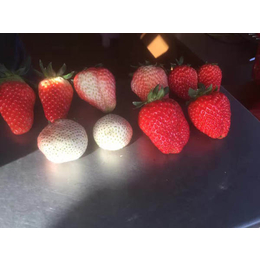 全明星草莓苗、吕梁草莓苗、乾纳瑞农业科技欢迎您(查看)