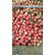 软籽石榴苗价格|富农石榴(在线咨询)|软籽石榴缩略图1