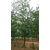 宏松苗木(图),79公分银杏树价格,银杏树价格缩略图1