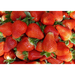 妙香3号草莓苗|乾纳瑞(在线咨询)|新乡草莓苗