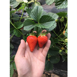 洛阳草莓苗|乾纳瑞农业科技优惠价|预售草莓苗