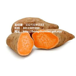 益阳红薯合作社  徐薯27红薯批发物美价廉