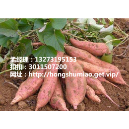 郴州红薯产地*  商薯19批发高产高淀粉
