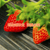 乾纳瑞农业科技公司售(图)_草莓苗基地_三明草莓苗缩略图1