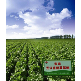 有机蔬菜种植基地_宏鸿农产品集团_长沙有机蔬菜