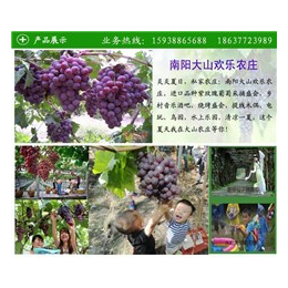 南阳摘葡萄、葡萄、大山生态园体验农耕文化(查看)