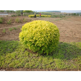 河北金叶榆基地|种植金叶榆基地|冀鑫苗木(****商家)