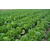 提供蔬菜配送|上海蔬菜配送|宏鸿农产品集团(查看)缩略图1