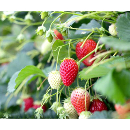 草莓苗,乾纳瑞农业科技好品质,四季草莓苗批发