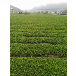 济宁草莓苗_乾纳瑞农业科技欢迎您_拉松草莓苗