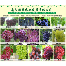 衡水葡萄批发、绿藤葡萄庄园新鲜葡萄批发价格、葡萄批发