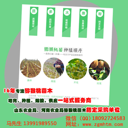 红心猕猴桃树、坤威猕猴桃苗(在线咨询)、杭州猕猴桃树