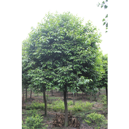 青峰园林批发绿化苗木(图)|10公分银杏树多少钱|银杏